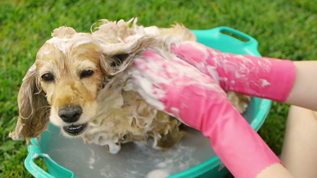 Washing Dog On Bath