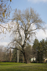 Danube park in the center of the city of Novi Sad