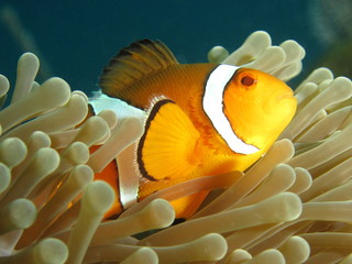 Clownfish