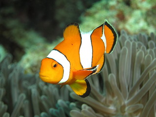 Clownfish