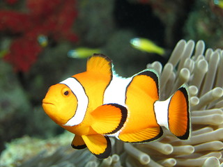 Clownfish