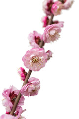 Fototapeta na wymiar isolated plum blossom tree