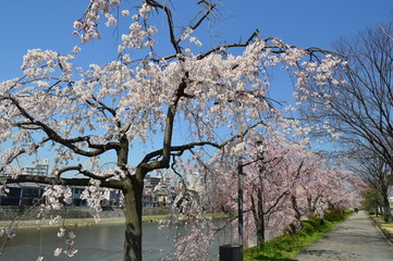 桜の京都市内
