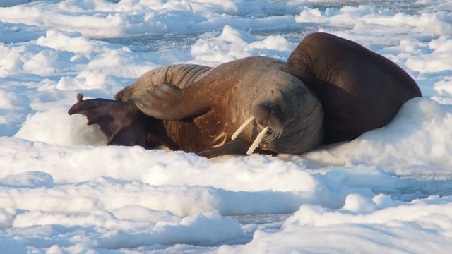 Couple of walruses on the Arctic ice - Spitsbergen, Svalbard