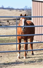 Horse at Gate