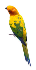 Sun Conure Parrot isolated on white with clipping path