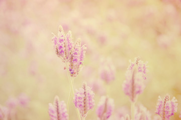 Obraz premium Retro style of lavender flowers