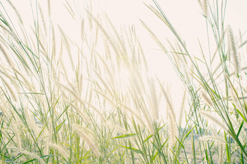 Fototapeta premium Retro style of flower grass impact sunlight on sunset