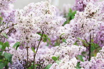 Der Frühling ist da