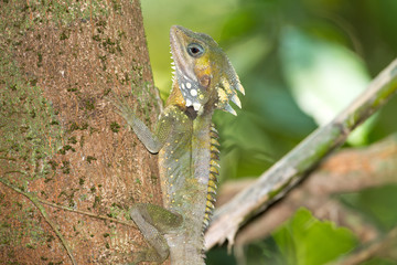 Close Up of a Boyd's Forest Dragon, Queensland, Australia