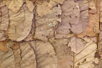 dried leaf wall