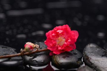Obraz na płótnie Canvas Still life with branch red sakura flowers with therapy stones