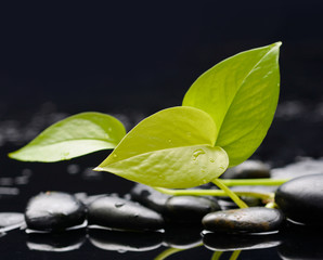 Green leaf with zen stones on wet black background