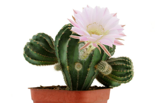 Closeup of Cactus Flower (Echinopsis eyriesii)