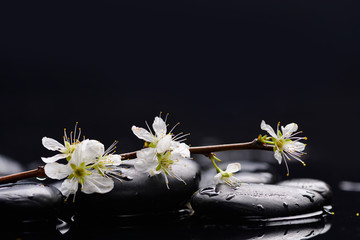 Fototapeta na wymiar branch cherry blossom with black stones on wet background