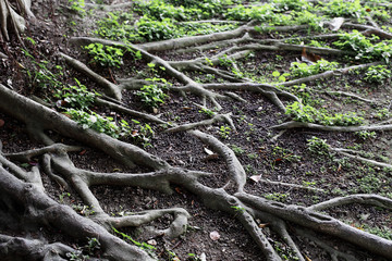 the pattern of roots tree for background