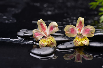 Fototapeta na wymiar Black zen stone and orchid petal still life