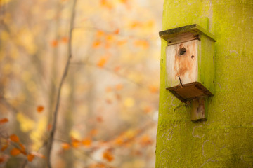 birdhouse on the tree in forest