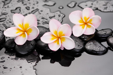 Zen stones and frangipani on wet background