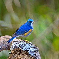 male Himalayan Bluetail