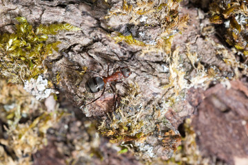 red ant
