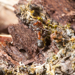 two red ant