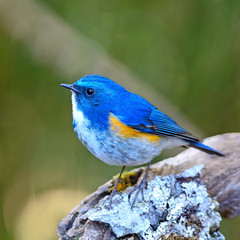 male Himalayan Bluetail