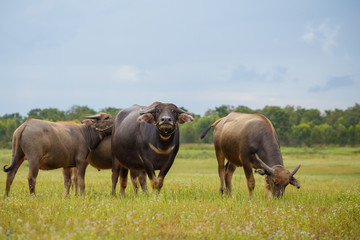 Naklejka na ściany i meble Water buffalo standing on green grass and looking to a camera.