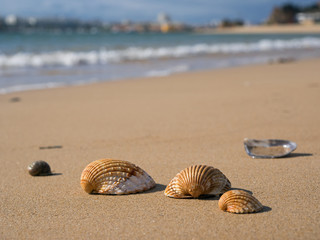 Sommerurlaub - Strandurlaub - Sandstrand - Muscheln - Algarve