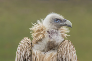 Himalayan Griffon, vulture