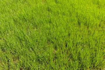 Ricefield