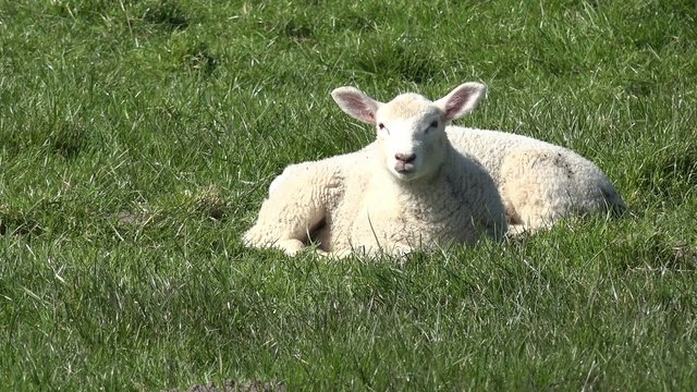 L&auml;mmchen auf der Wiese