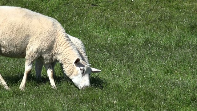 Lamm und Schaf am grasen
