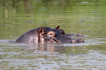 Hippo in the water in the natural park of Masai Mara