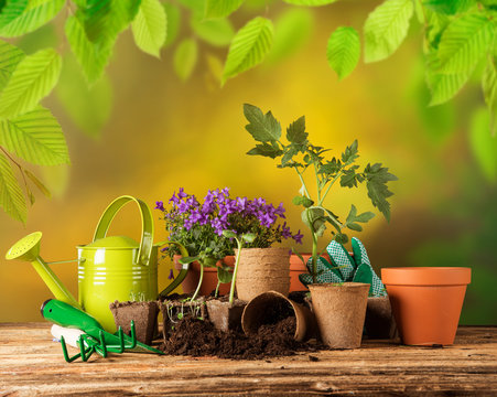 Outdoor gardening tools and plants.