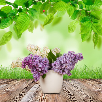 Lilac plant on wooden table