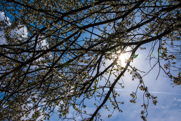 Sonnenstrahlen durch Frühlingsbaum