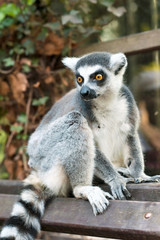 Lemur catta in Prague zoo. Ring tailed lemur on bench
