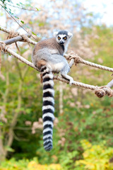 Lemur catta in Prague zoo. Ring tailed lemur on rope-ladder