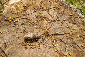 Tree stump