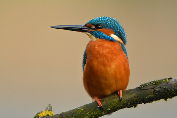 Martin pêcheur à l'affût
