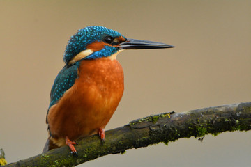 Martin pêcheur à l'affût
