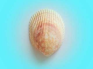 Fototapeta premium Sea shell in turquoise vignette background poster banner.