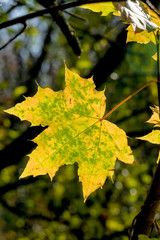 ein Blatt im Herbst