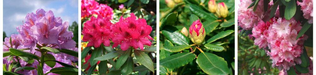 Fototapeta Rhododendron banner obraz