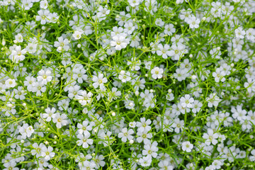 Fototapeta na wymiar Background of little white flowers blooming bush