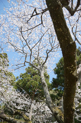 伊勢神宮の桜