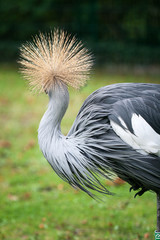 Gefieder des Graureihers