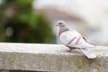 Single pigeon walking
