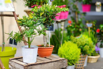 Fototapeta na wymiar Beautiful flowers sold on outdoor flower shop